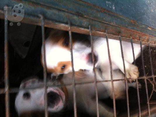 jack russell